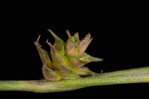 Carex arkansana #2